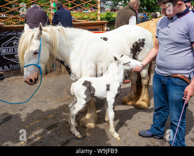 Appleby-in-Westmorland in Cumbria, England. Appleby Horse Fair, eine jährliche Zusammenkunft der Sinti und Roma und der Fahrenden und ihre Pferde. Ein Junge zeigen Stockfoto