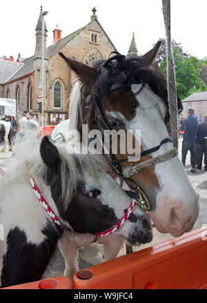 Appleby-in-Westmorland in Cumbria, England. Appleby Horse Fair, eine jährliche Zusammenkunft der Sinti und Roma und der Fahrenden und ihre Pferde. Zwei Pferde, Stute Stockfoto