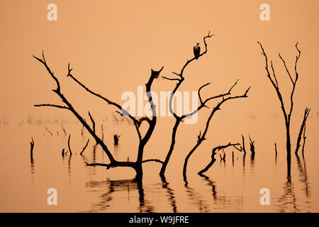 Sonnenuntergang am Lake Kariba, Simbabwe Toten Baumstümpfen im Vordergrund. Stockfoto