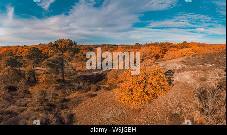 Die Dünen Bereich mit Bäumen im Herbst Farben, Bergen aan Zee, Zeeland, Niederlande, 30071189 *** Local Caption *** Landschaft, Wald, Holz, t Stockfoto