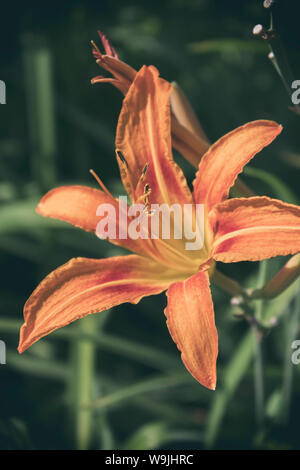 Tiger Lily. Orange Blume. Garten Blume. Lily. Stockfoto