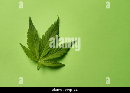 Frische Marihuana Blatt auf grünem Hintergrund Stockfoto