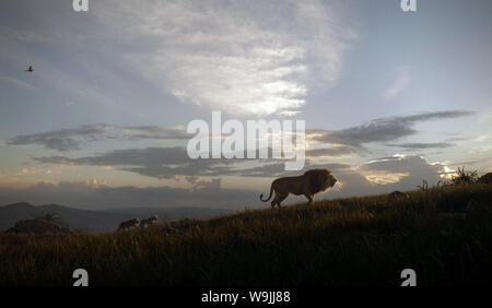 Der König der Löwen ist ein 2019 American Computer-animierte musikalische Film unter der Regie von Jon Favreau, geschrieben von Jeff Nathanson produziert, und von Walt Disney Pictures produziert. Dieses Foto ist nur für den redaktionellen Gebrauch bestimmt und unterliegen dem Copyright der Film Company und/oder der bezeichneten Fotograf durch den Film oder die Produktion Firma zugewiesen. Stockfoto