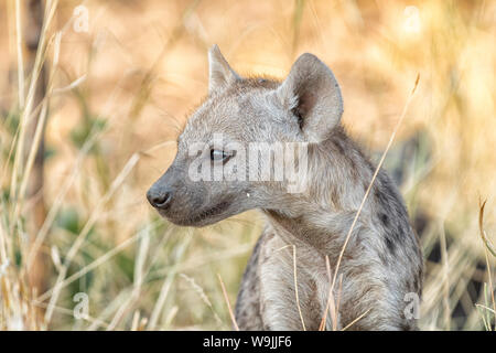 Nahaufnahme einer Tüpfelhyäne Crocuta crocuta Cub, seitlich auf der Suche Stockfoto