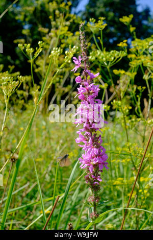 Invasive wildflower Unkraut blutweiderich Lythrum salicaria auf einer Wiese, Zala Ungarn wächst Stockfoto