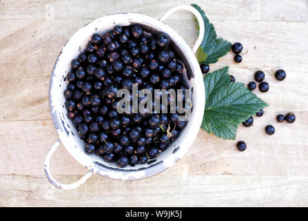 Ribes nigrum. Frisch schwarze Johannisbeeren in einem Sieb abgeholt. Stockfoto