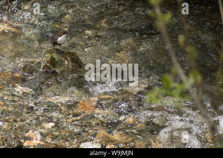 White throated Pendelarm stehen auf Stein in der Mitte des Flusses und auf der Suche nach Nahrung Stockfoto