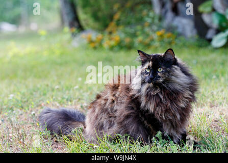 Eine strenge Suchen schildpatt Norwegische Waldkatze beim Fotografen starrte Stockfoto