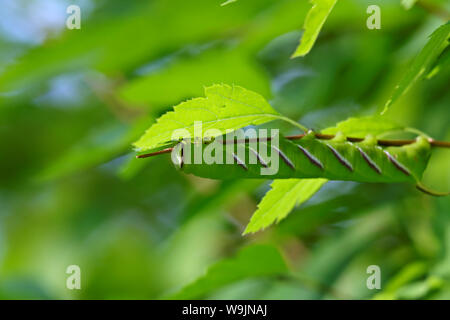 Priwet hawk Moth (Sphinx ligustri) Caterpillar Blätter essen in grün Fabrikantenvilla Bush im Abendlicht Stockfoto