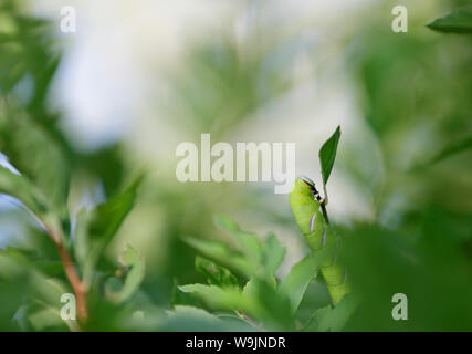 Priwet hawk Moth (Sphinx ligustri) Caterpillar Blätter essen in grün Fabrikantenvilla Bush im Abendlicht Stockfoto