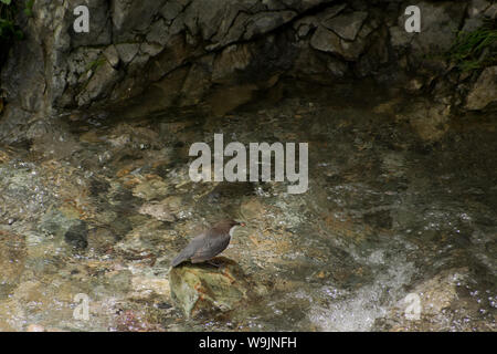 White throated Pendelarm stehen auf Stein in der Mitte des Flusses und auf der Suche nach Nahrung Stockfoto