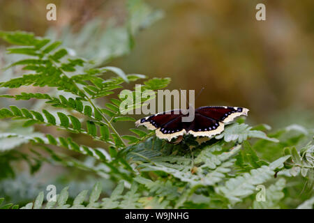 Schmetterling Trauer Mantel Nymphalis antiopa Sitzen auf einem Blatt von gemeinsamen polypody Stockfoto
