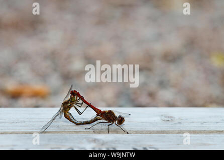 Ruddy Darter Libellen (Sympetrum sanguineum) Paarung auf einem alten Board in See Stockfoto