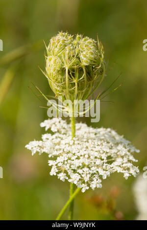 Wilde Möhre Daucus carota, Blumen und der Entwicklung von Saatgut Köpfe wachsen auf einer Bank neben einem Feldweg im August. Dorset England UK GB Stockfoto
