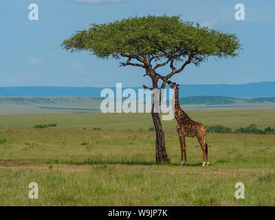 Netzgiraffen in Kenia Stockfoto