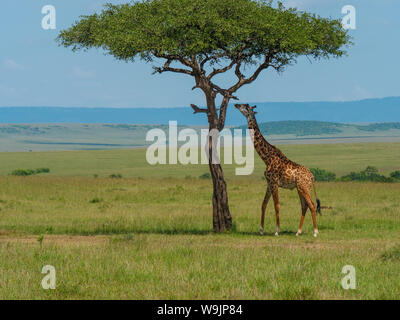 Netzgiraffen in Kenia Stockfoto