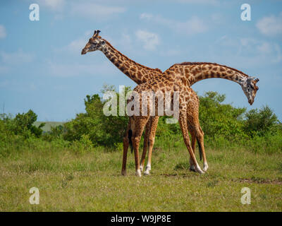 Netzgiraffe Paar in einem Kenia Stockfoto