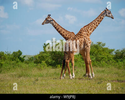 Netzgiraffe Paar in einem Kenia Stockfoto