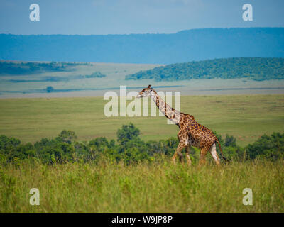 Netzgiraffen in Kenia Stockfoto