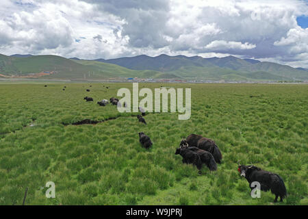 Lhasa. 9 Aug, 2019. Luftaufnahme auf Aug 9, 2019 zeigt eine Herde Yaks auf einer Wiese in Damxung County im Südwesten Chinas Tibet autonomen Region berücksichtigt. Auf der Highland weiden in Damxung County im Norden der Autonomen Region Tibet, die Regenzeit kommt im Sommer mit reichlich Wasser und Gras für die Tiere zu füttern. Das Gebiet ist ein wichtiger Produzent und Exporteur von Milch- und Fleischprodukte, die eine wesentliche Einnahmequelle für die Einheimischen zu generieren. Credit: Purbu Zhaxi/Xinhua/Alamy leben Nachrichten Stockfoto