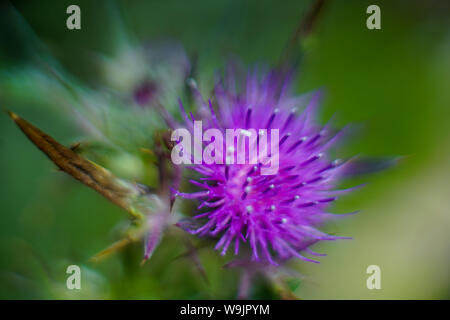 Blüte lila Mariendistel, Tel. apollonia fotografiert, an der Küste des Mittelmeers, Herzliya, Israel im Frühjahr, April Stockfoto