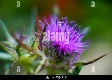 Blüte lila Mariendistel, Tel. apollonia fotografiert, an der Küste des Mittelmeers, Herzliya, Israel im Frühjahr, April Stockfoto