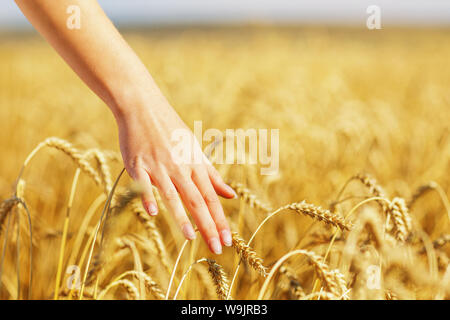 Girl's Hand berührt reife Ähren. Ernte Konzept Stockfoto