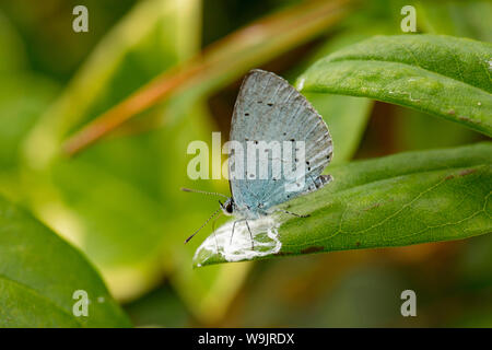 Ein Holly Blue Butterfly, Celastrina argiolus, Fütterung auf ein Vogel fallen. North Dorset England UK GB Stockfoto