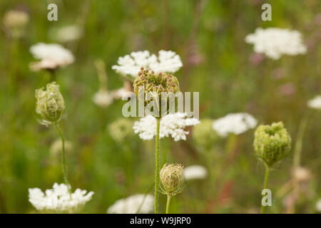 Wilde Möhre Daucus carota, Blumen und der Entwicklung von Saatgut Köpfe wachsen auf einer Bank neben einem Feldweg im August. Dorset England UK GB Stockfoto
