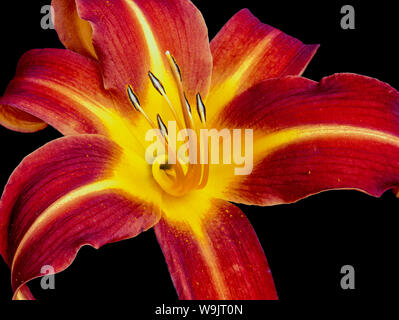 Kunst Stillleben Farbe makro Bild eines isolierten weit offen Rot Gelb daylily blühen auf schwarzen Hintergrund mit detaillierten Textur in Vintage Stockfoto