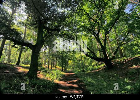 Blick über sandige Heide, Sandy, Bedfordshire, England Stockfoto