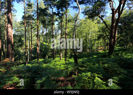 Blick über sandige Heide, Sandy, Bedfordshire, England Stockfoto