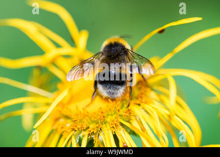 Close up Hummel sitzt auf gelbe Blüte mit grünen verschwommenen Hintergrund Stockfoto