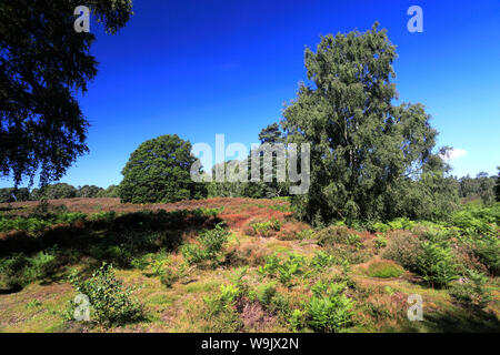 Blick über sandige Heide, Sandy, Bedfordshire, England Stockfoto