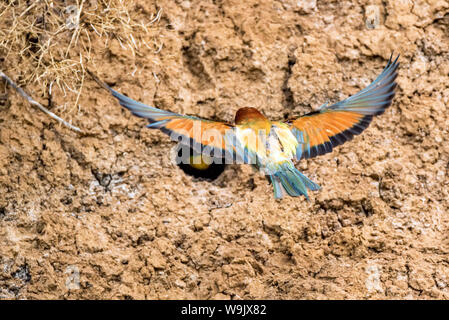 Zurück europäische Biene - Esser oder Merops apiaste fliegt bis zu seinem Loch Stockfoto