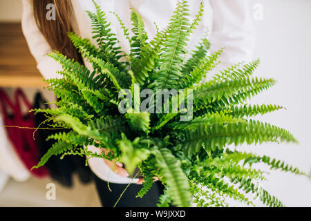 Nahaufnahme der grüne Pflanze in einem schwarzen Topf, in weiblichen Händen gehalten wird. Stockfoto