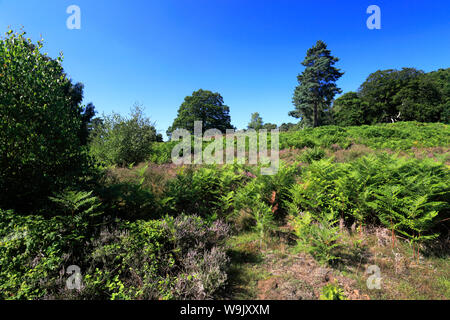 Blick über sandige Heide, Sandy, Bedfordshire, England Stockfoto