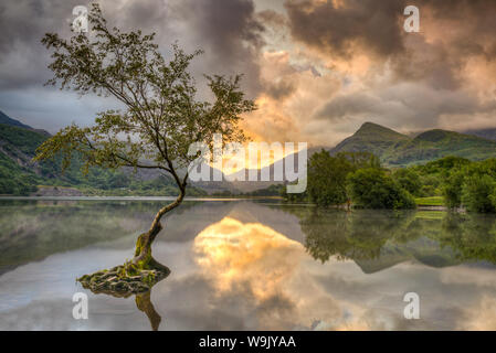 Der einsame Baum am Llyn Padarn, Llanberis, Snowdonia National Park, für den Sonnenaufgang im August 2019 die schöne Wand Kunst Bild machen würde Stockfoto