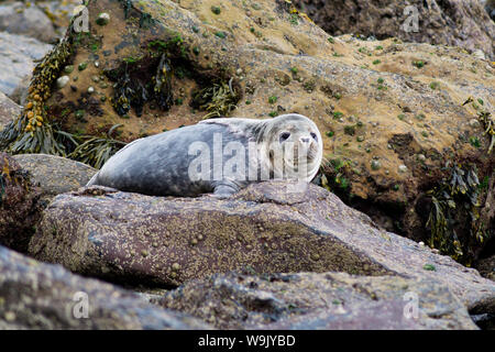 Dichtungen auf ravenscar Strand. Stockfoto