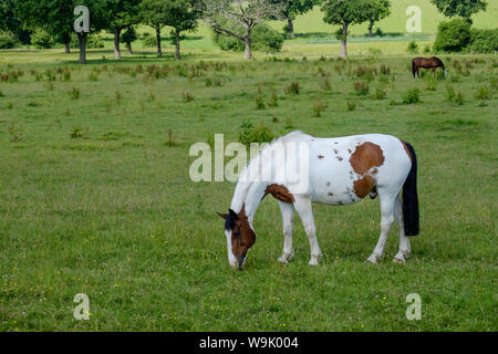 Eine braune und weiße skewbald Pferd Schürfwunden in den grünen Feldern an Edwarebury Farm, Edgware, Greater London. Stockfoto