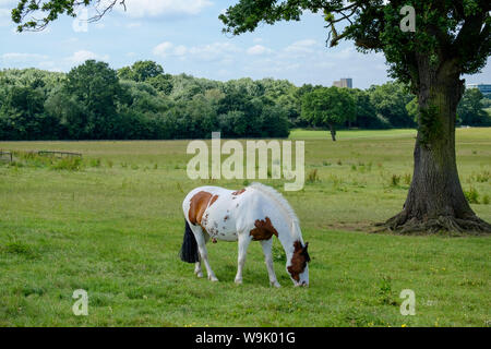 Eine braune und weiße skewbald Pferd Schürfwunden in den grünen Feldern an Edwarebury Farm, Edgware, Greater London. Stockfoto