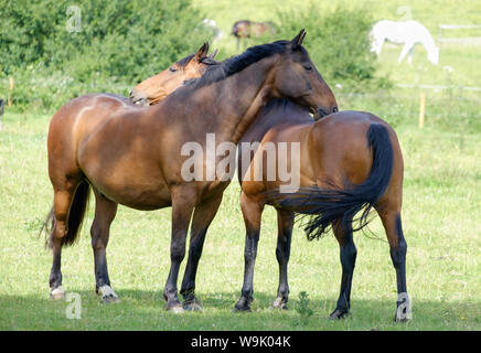 Zwei braune Pferde scheinen Zuneigung zueinander, in einem grünen Feld zu zeigen. Mehr Pferde im Hintergrund. Bury Farm, Edgware, Greater London, UK. Stockfoto