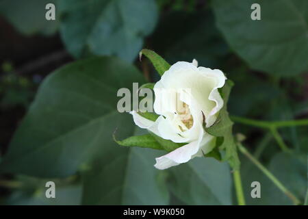 Frische weiße Baumwolle Blume gerade organisch wachsende im Gewächshaus zu öffnen. Stockfoto