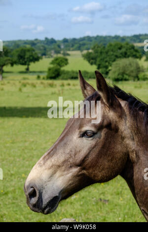 Portrait von Kastanie Pferd links mit Hintergrund der grünen Felder, Bäume und blauer Himmel. Bury Farm, Edgwarebury Lane, Edgware, Greater London, UK. Stockfoto