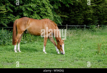 Sauerampfer Pferd mit weißen Abzeichen weidet in der Wiese. Edgwarebury Lane, Edgware, Greater London, UK. Stockfoto