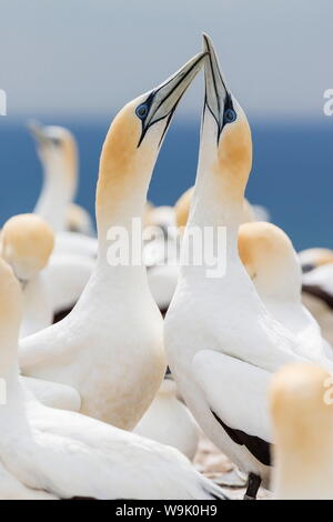 Australasian Basstölpel (Morus Serrator) Balz am Cape Kidnappers, North Island, Neuseeland, Pazifik Stockfoto