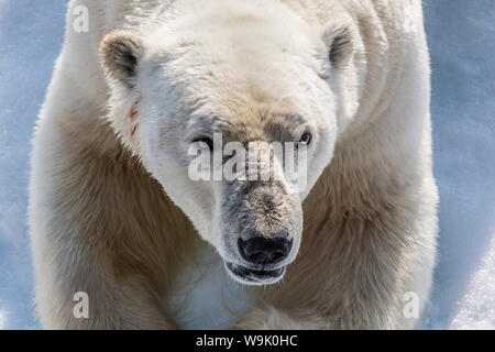 Erwachsenen Eisbär (Ursus Maritimus) Nahaufnahme Kopf Detail, Cumberland Halbinsel, Baffininsel, Nunavut, Kanada, Nordamerika Stockfoto