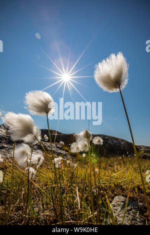 Arktisches Wollgras (Wollgras Scheuchzeri) Blüte in Sisimiut, Grönland, Polarregionen Stockfoto