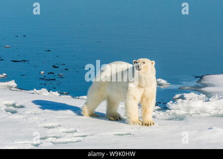 Junge Erwachsene Eisbär (Ursus Maritimus) auf Eis in Hinlopen Strait, Spitzbergen, Norwegen, Scandinaiva, Europa Stockfoto