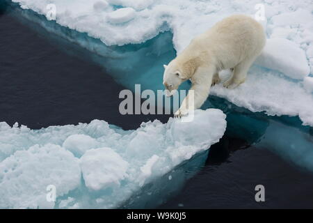 Junge Erwachsene Eisbär (Ursus Maritimus) auf Eis in Hinlopen Strait, Spitzbergen, Norwegen, Skandinavien, Europa Stockfoto